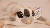 Semo Sugar Glider 28cm/11" stuffed animal