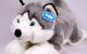 Dubi Husky Arbadera 62cm Plüschtier