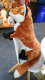 Semo Fuchs Jumbo 71cm Plüschtier