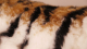 Uni-Toys Tiger braun 66cm Plüschtier